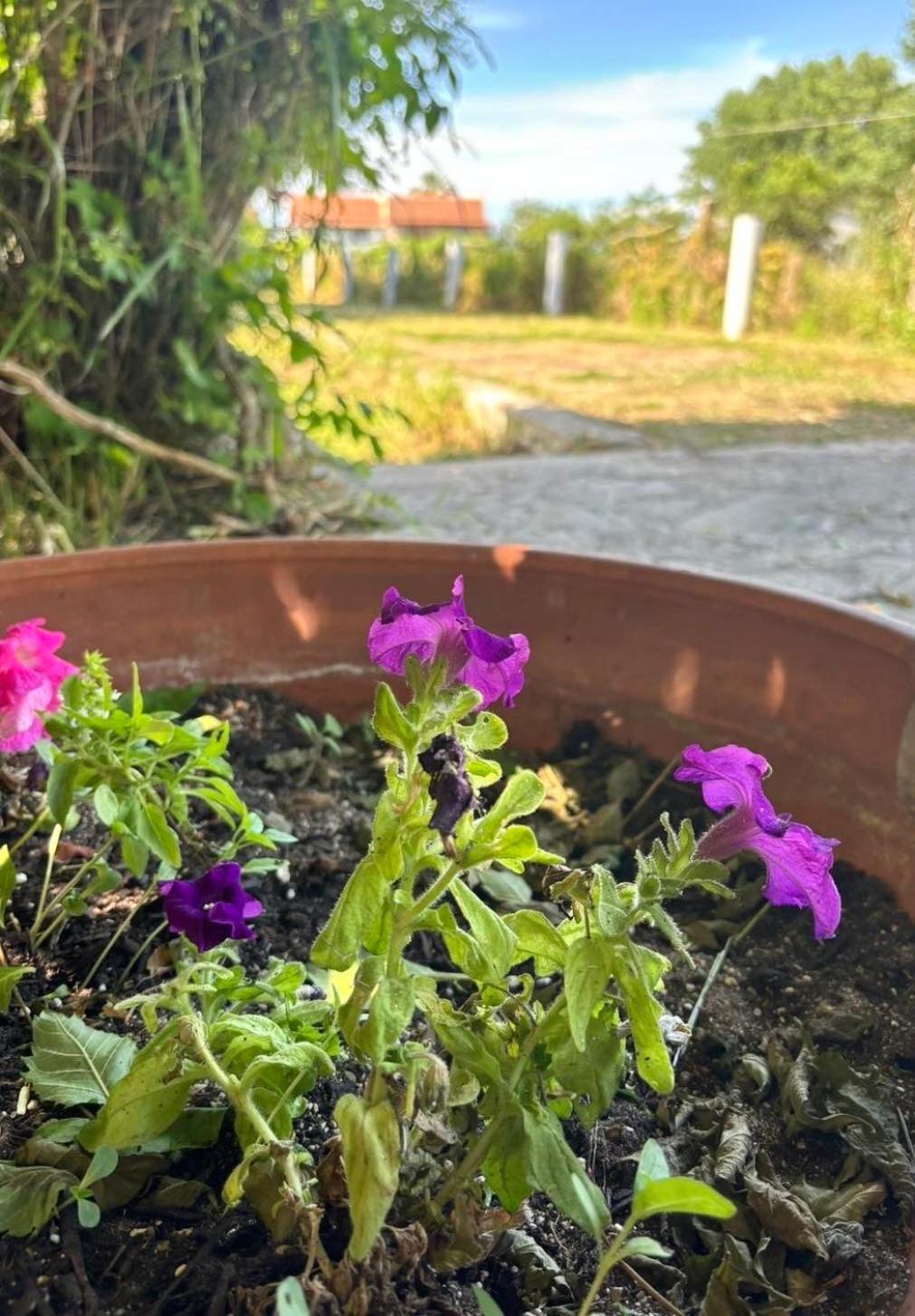 Actru'S Homes Róda Eksteriør bilde